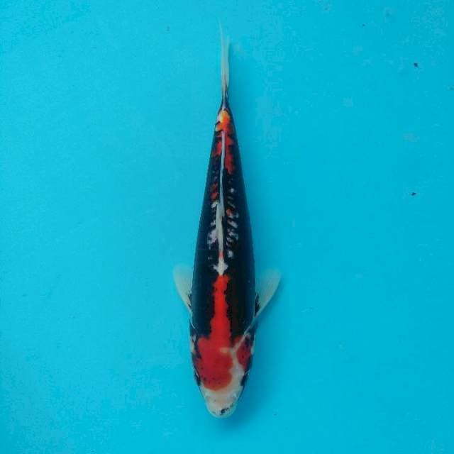 Beni Kumonryu 23cm