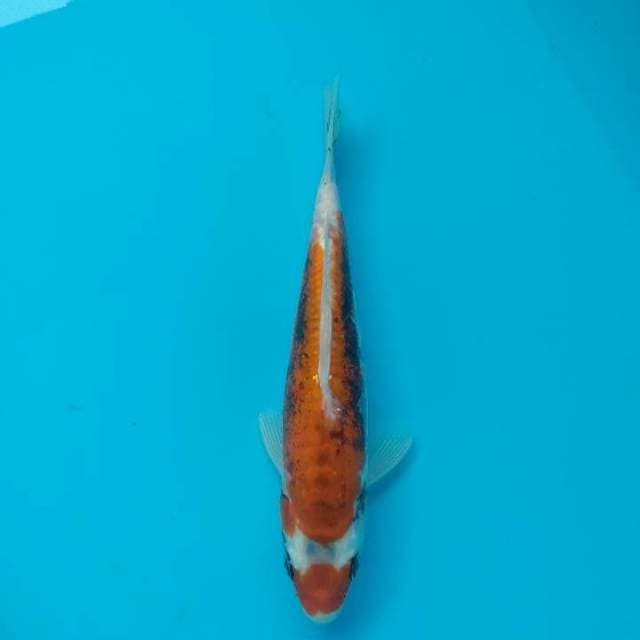 Maruten kikoryu 24cm