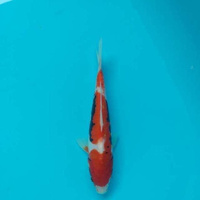 BeniKumonryu 23cm