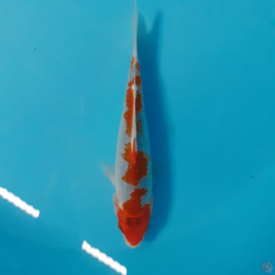 *GOSHIKI//FM/18 CM*