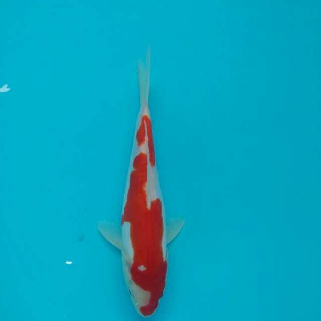 Ori inazuma kohaku doitsu murni 21cm