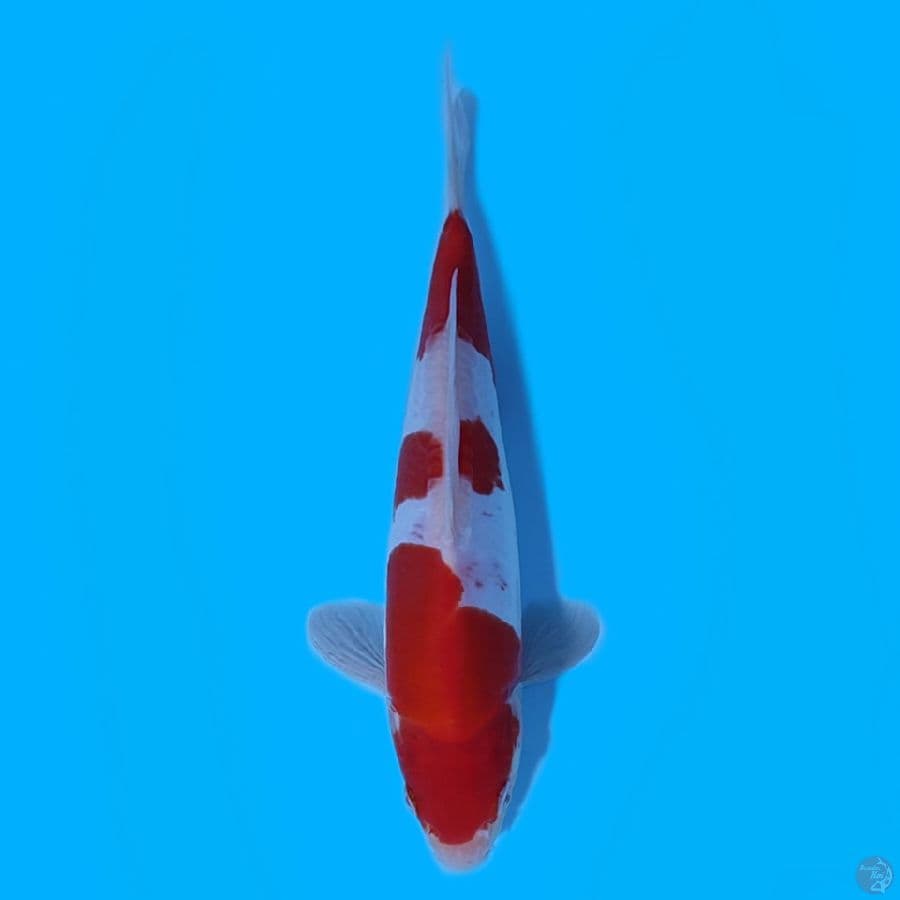 KOHAKU DOITSU HQ ~23CM ORIGINALL~