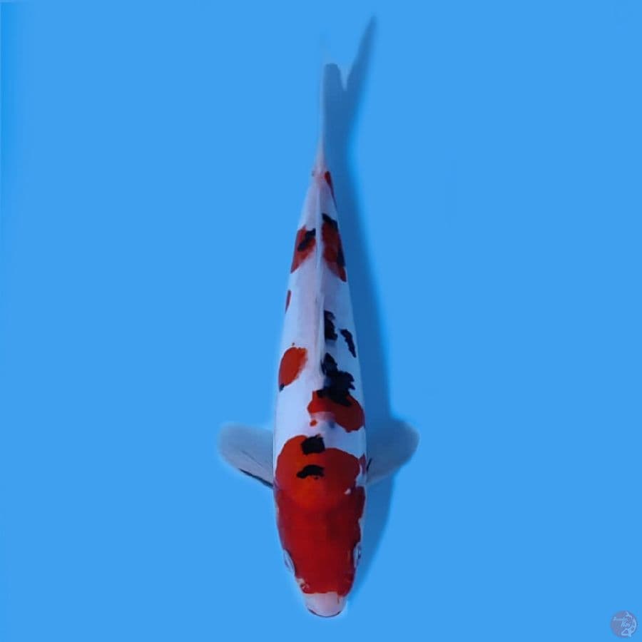 sanke doitsu 24cm