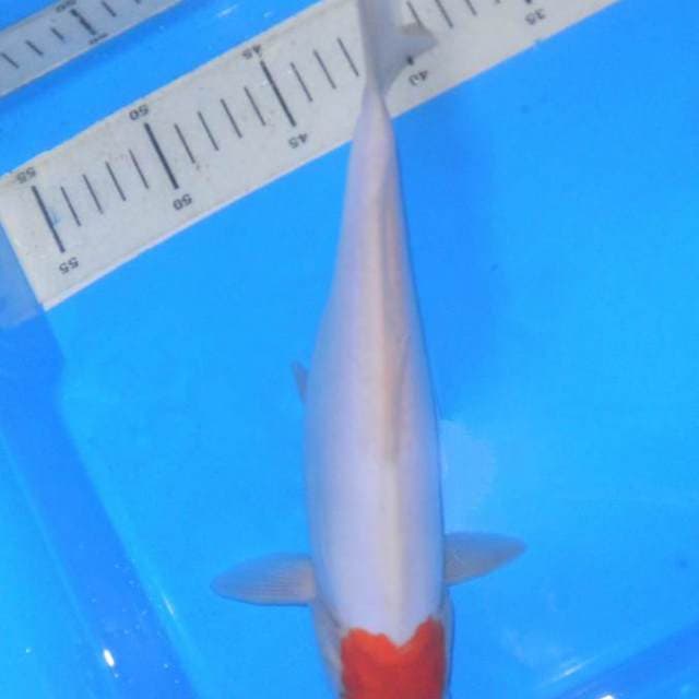 TANCO DOITSU, panjang 29cm