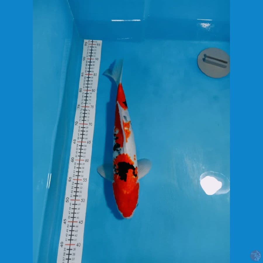 SHOWA 43 cm