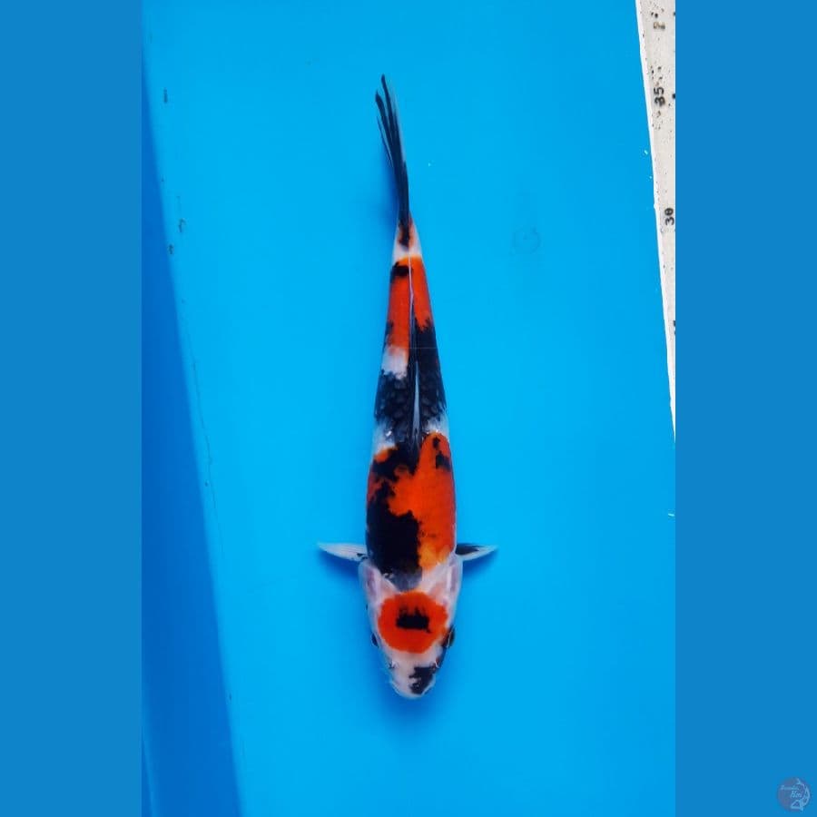SHOWA CALON BAGUS 24CM/MALE
