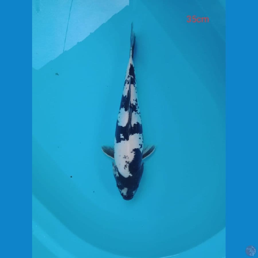 shiro doit 35 cm