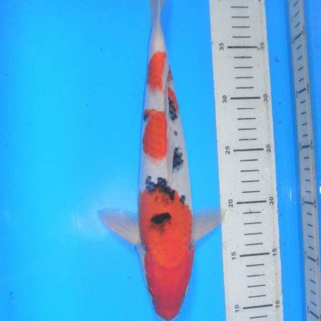 SANKE, panjang 32 cm