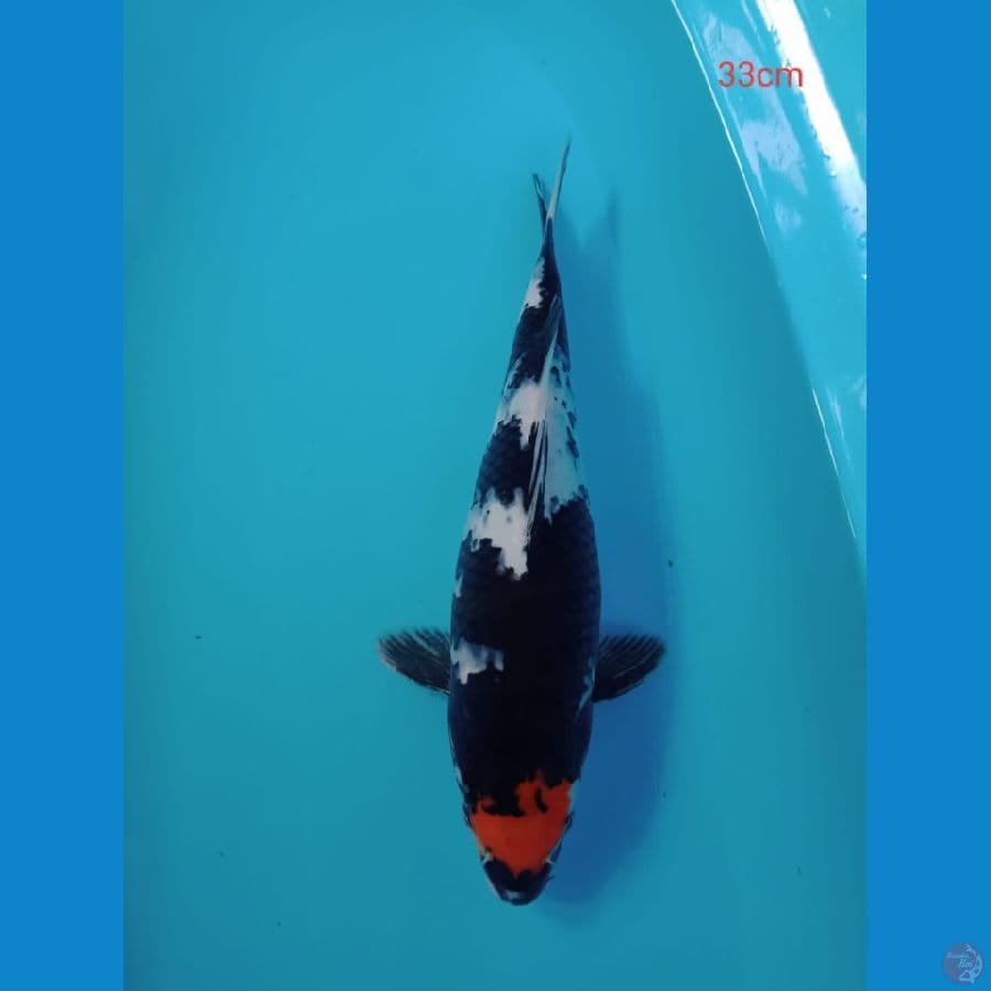 Tancho showa 33 cm