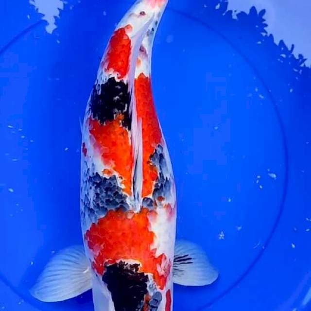 Showa 59 cm Bu