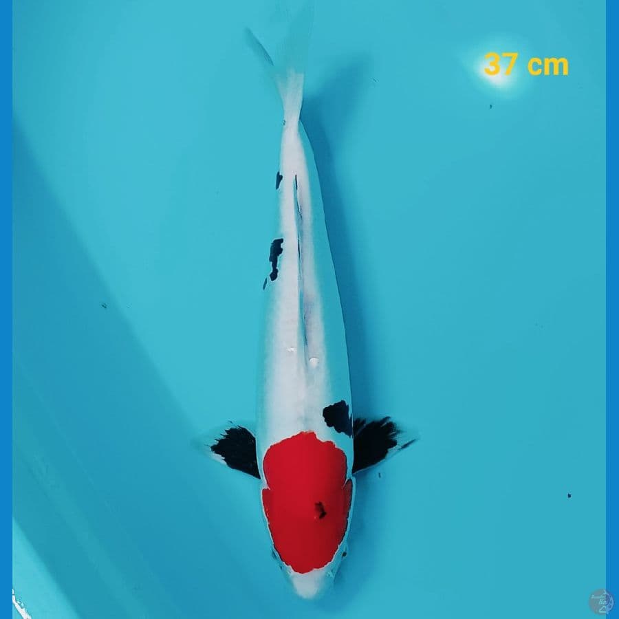 Doitsu Showa murni jantan putih 37 cm