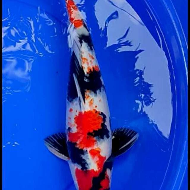 Showa 45 cm