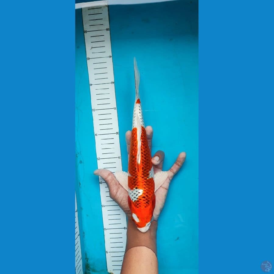 KUJAKU~30 CM