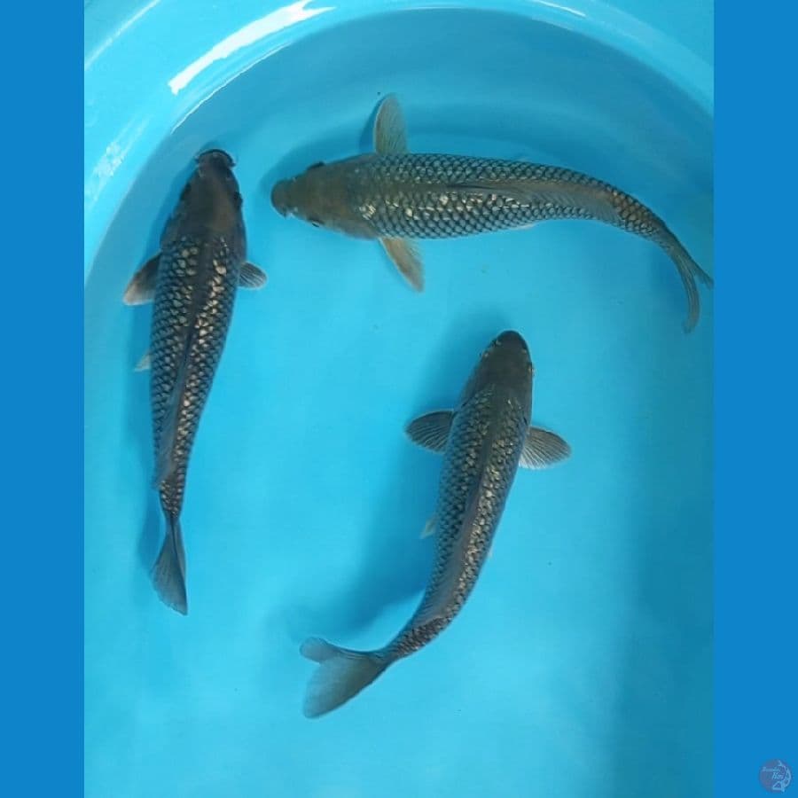 3 ekor soragoi ginrin 30cm