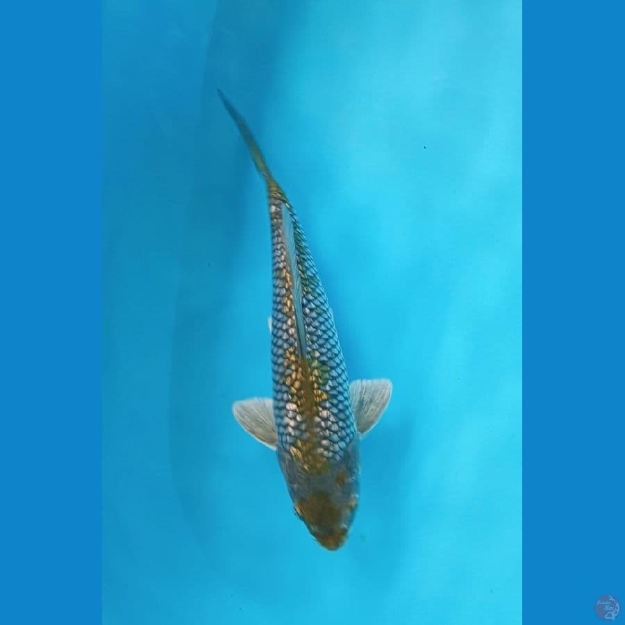 ochiba ginrin - 30cm Male