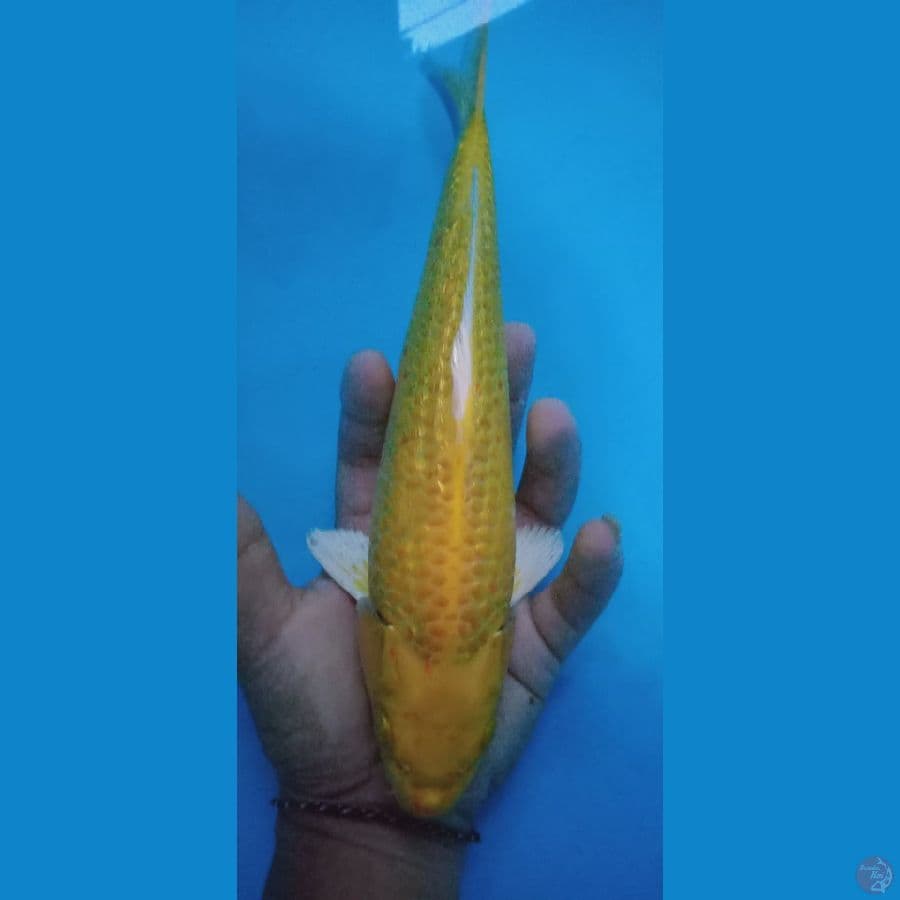 KARASI GINDRIN 25CM