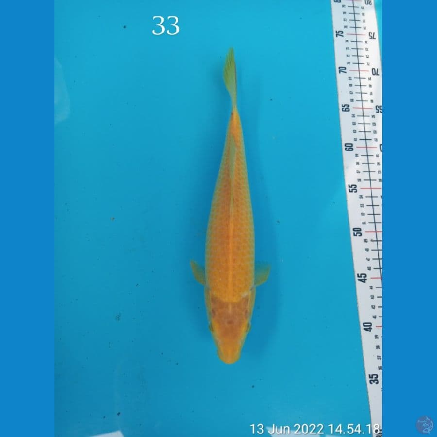 KARASI CORN