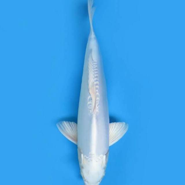 Puracina 40 cm