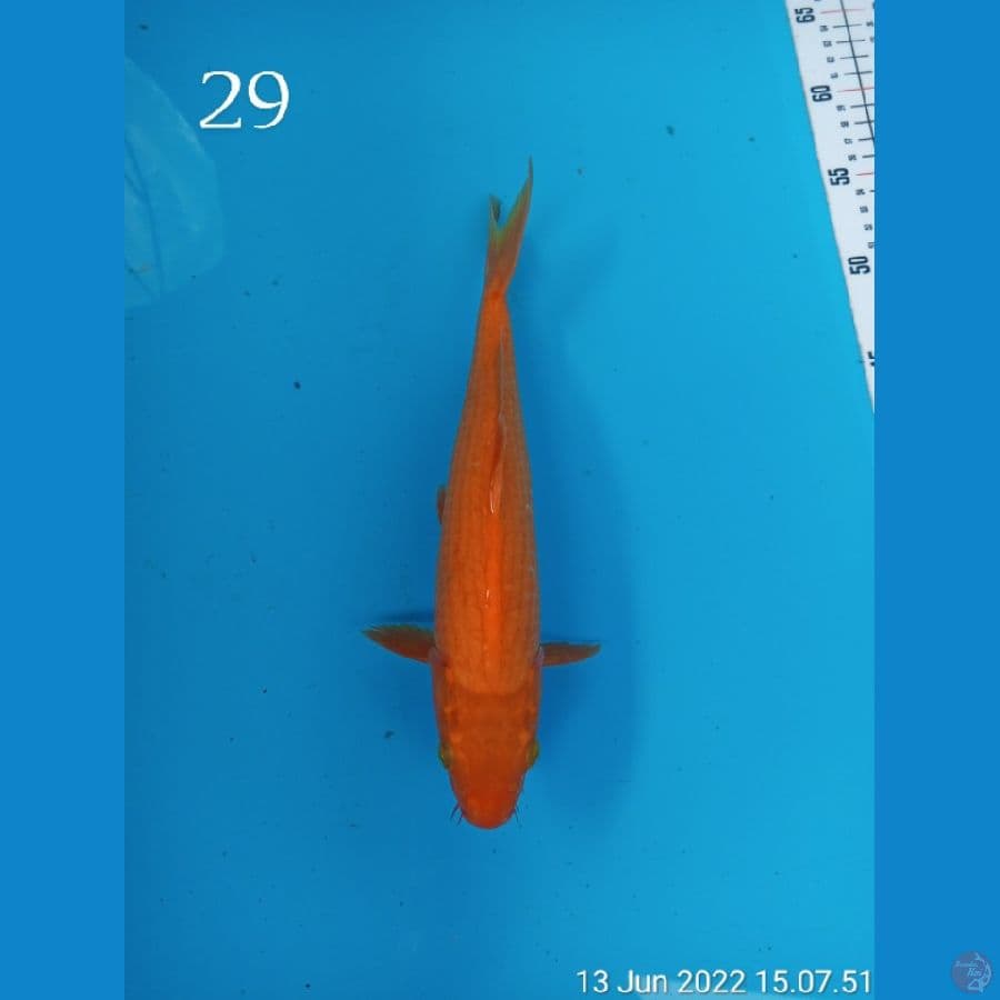 RED KARASI