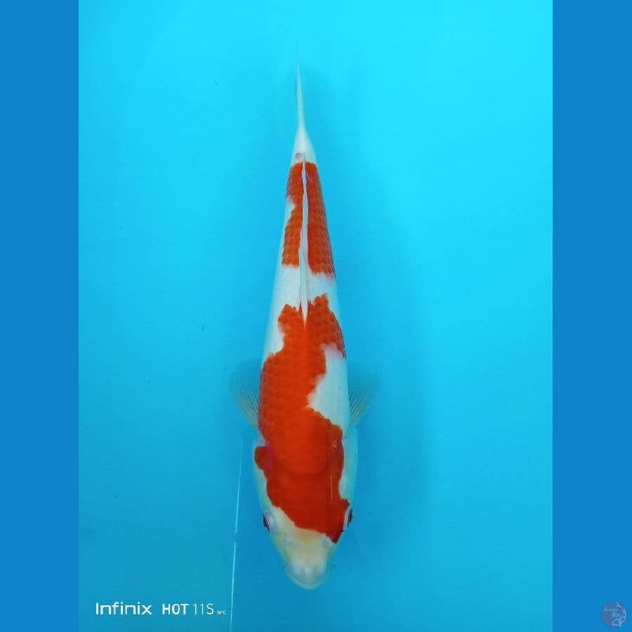 red Strong Kohaku - 35cm Male