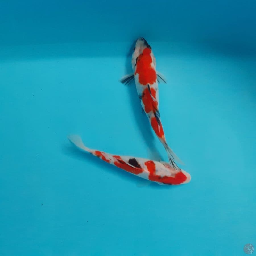 *SHOWA 2 EKOR//15-22 CM*