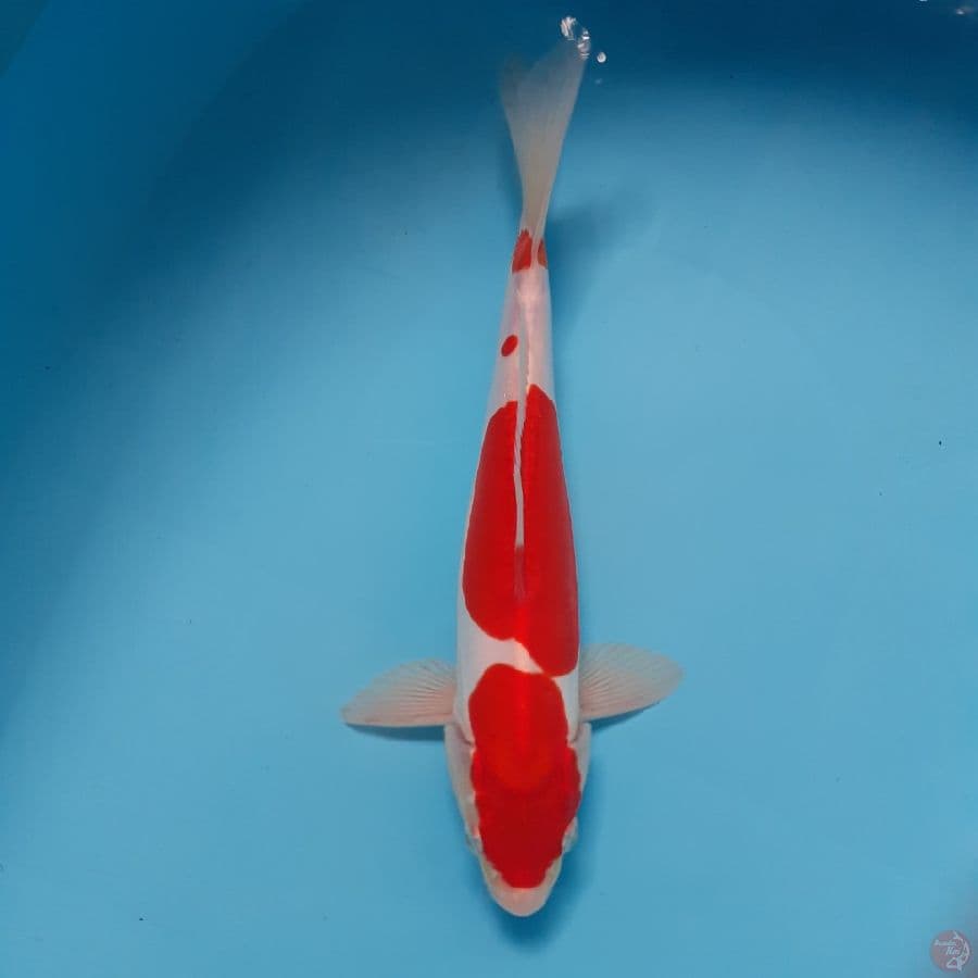 *KOHAKU//ML/25 CM*