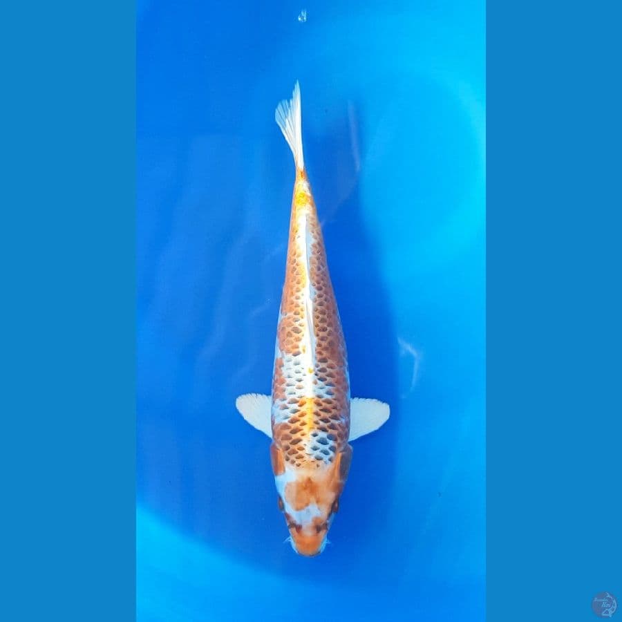 KUJAKU kirin