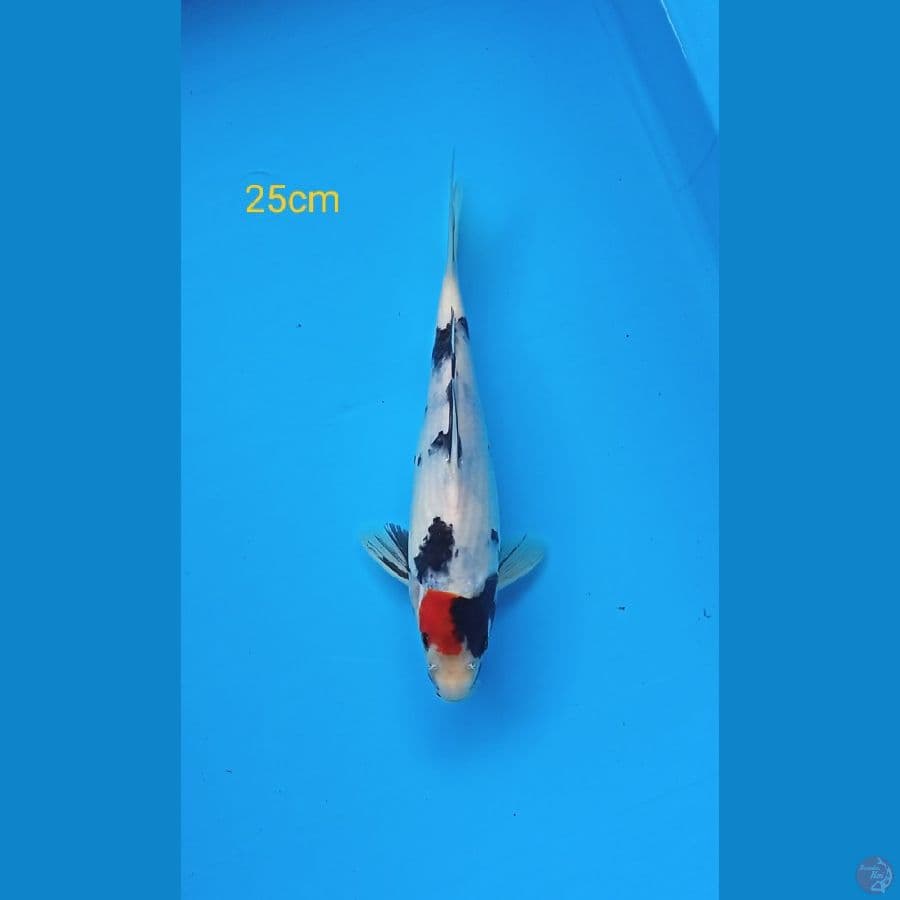 tancho showa 25cm