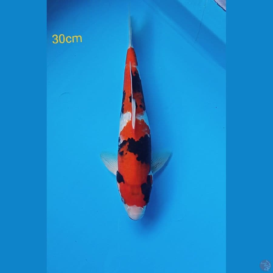 showa merah strong 30cm