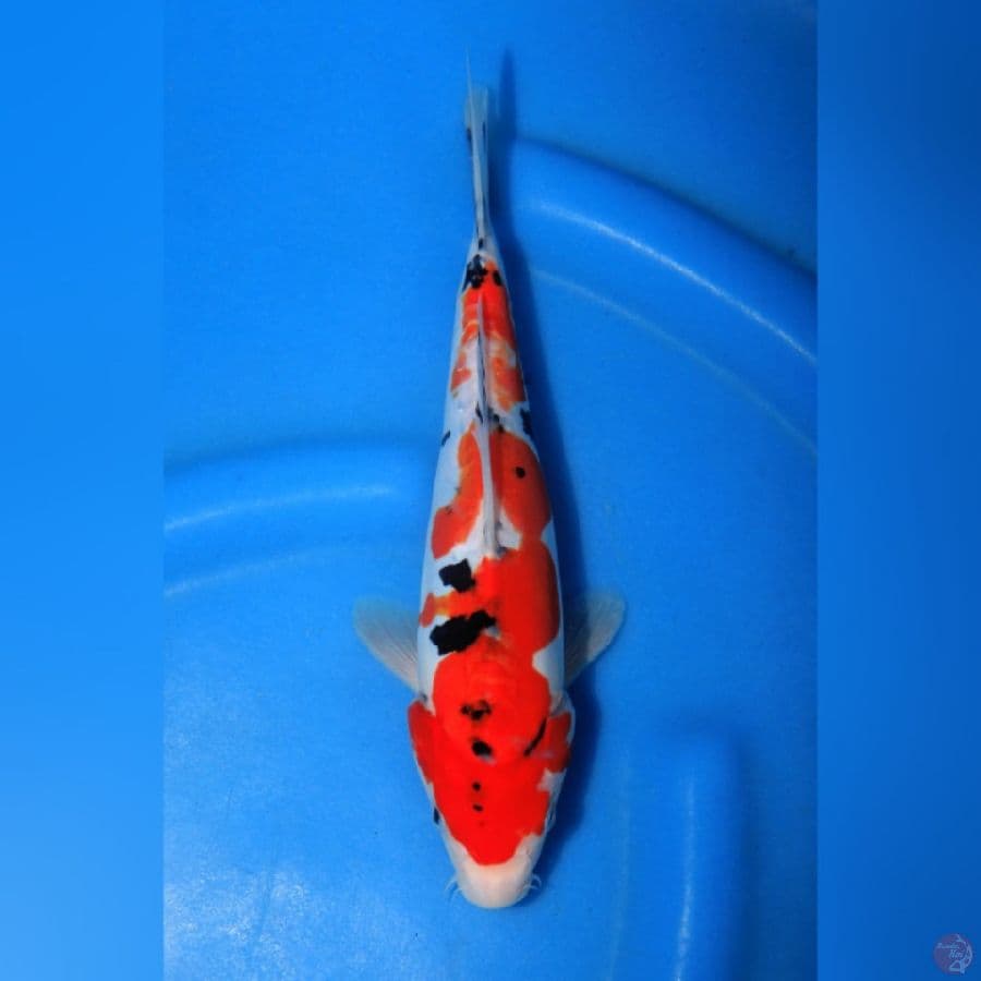 DOITSI SANKE - Good Quality 25cm