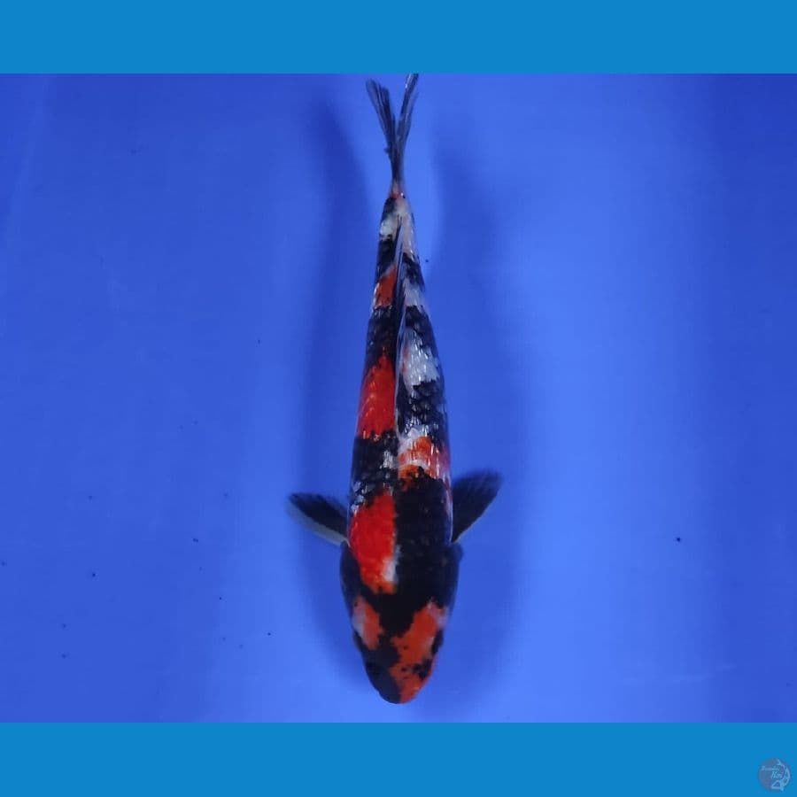 CHIKARA 7 ~ HQ SHOWA GINRIN 25CM/MALE