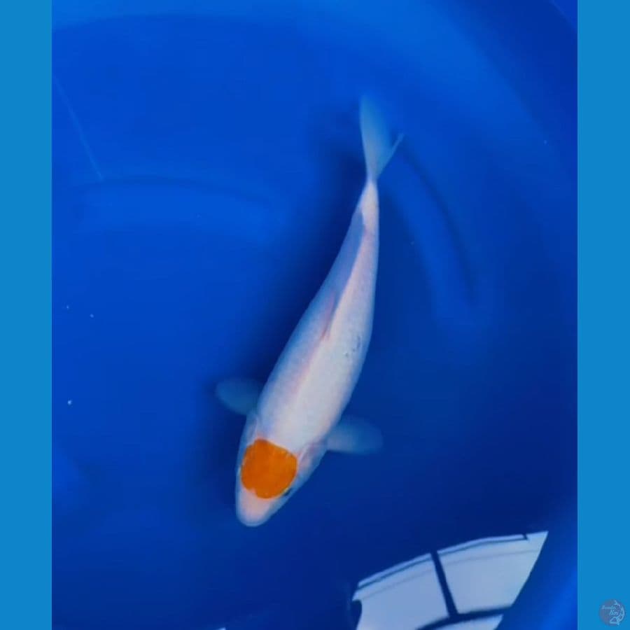 tc Koyo - 30cm