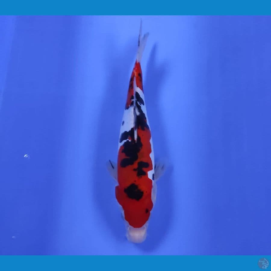 CHIKARA 8 ~ DOITSU TAISHO SANSHOKU 26CM/FM