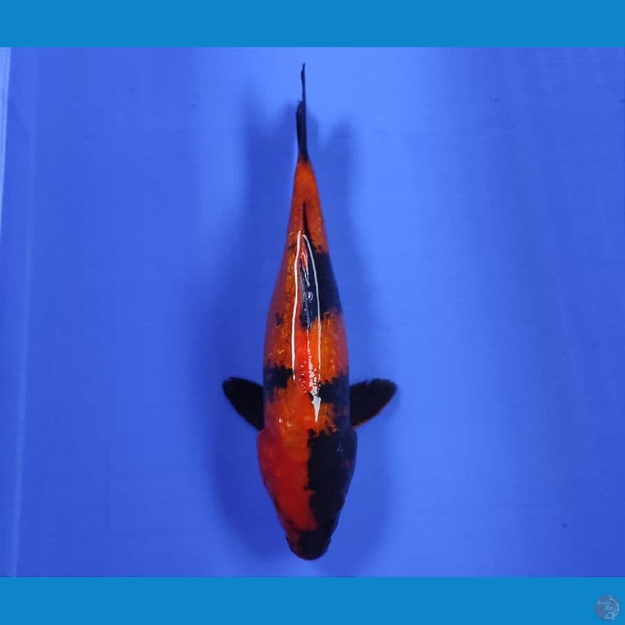 HIUTSURI TEMBUS 25CM/FM