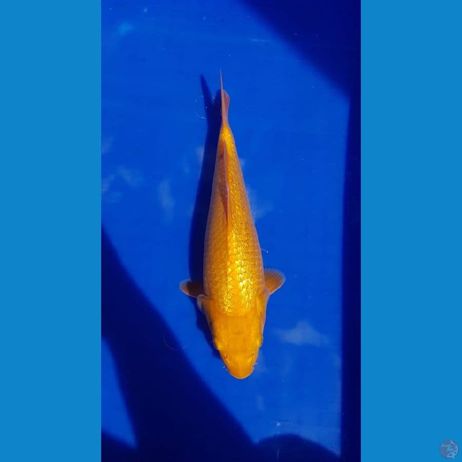 karasi fuull ginrin 27cm