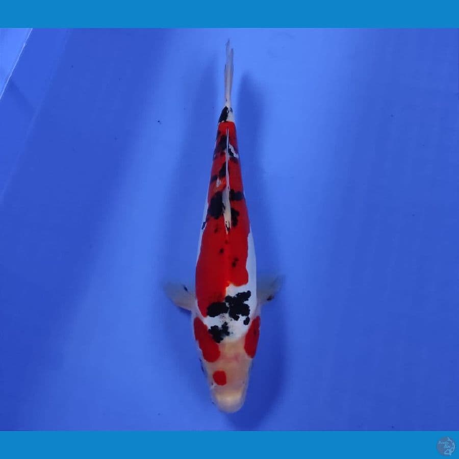 CHIKARA 12 ~ DOITSU SANKE 29CM/FM