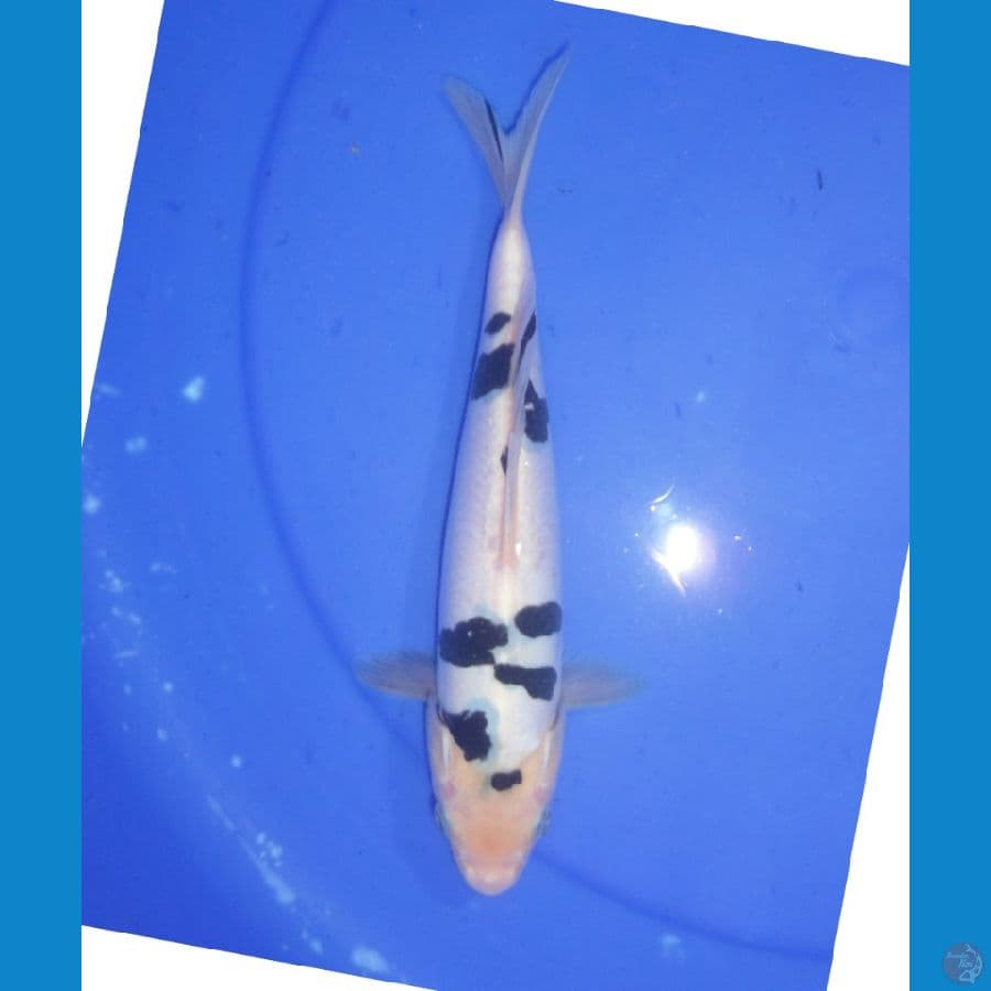 015-BEKKO DOITSU 25CM