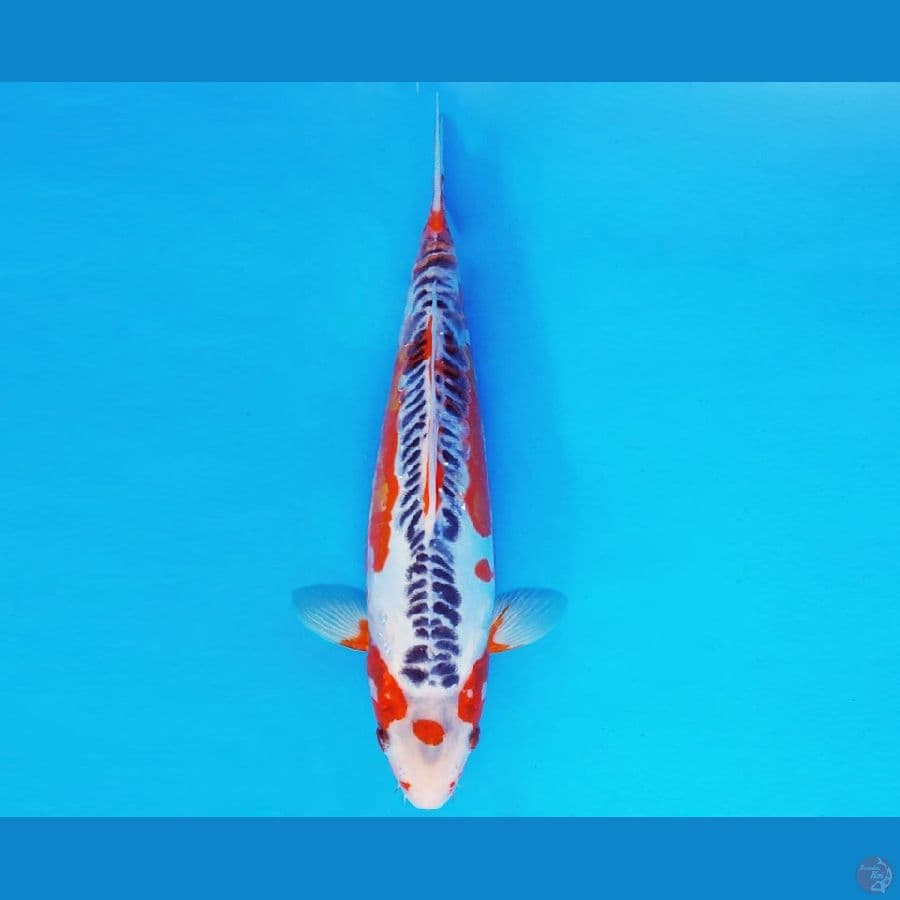 MAGURO 1 - SHUSUI 30 cm/fm ®