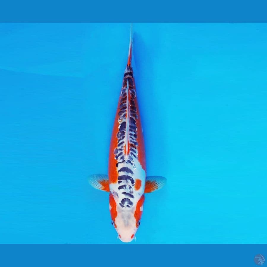 MAGURO 3 - SHUSUI 31 cm/fm ®