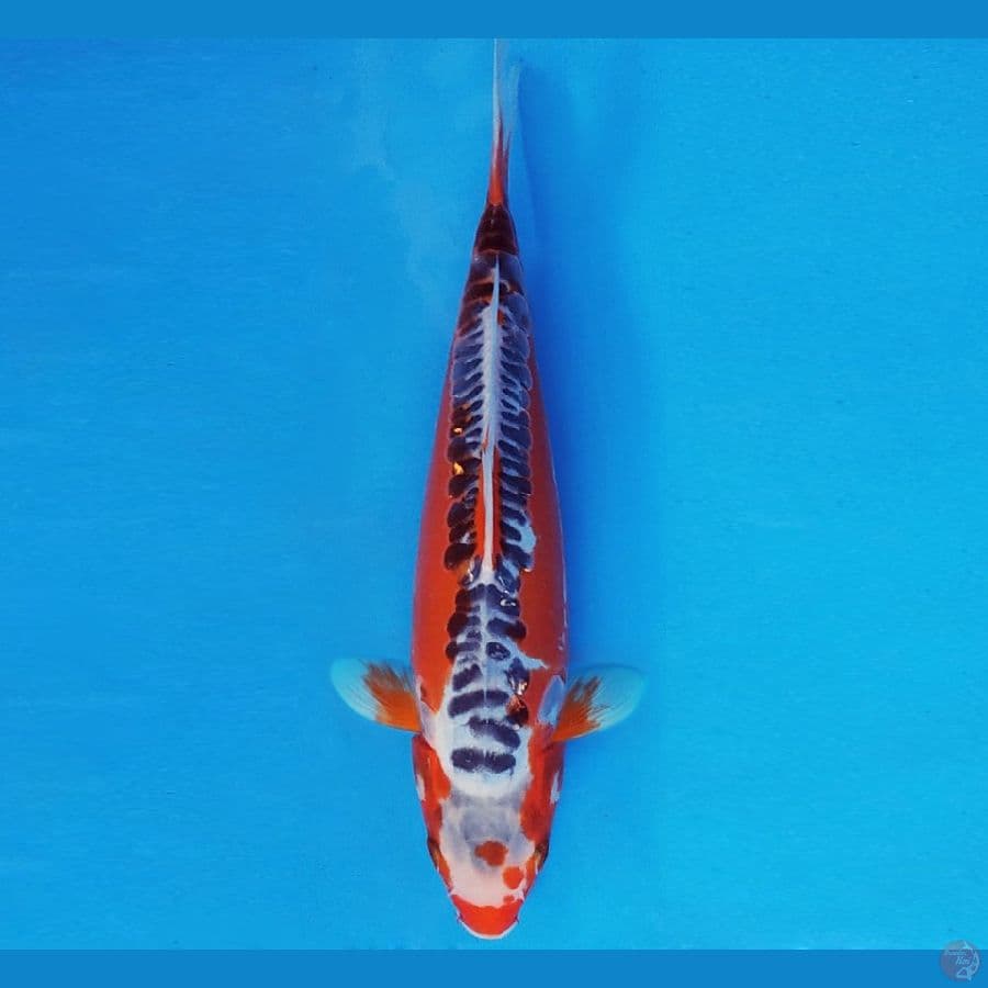 MAGURO 4 - SHUSUI 30 cm/fm ®