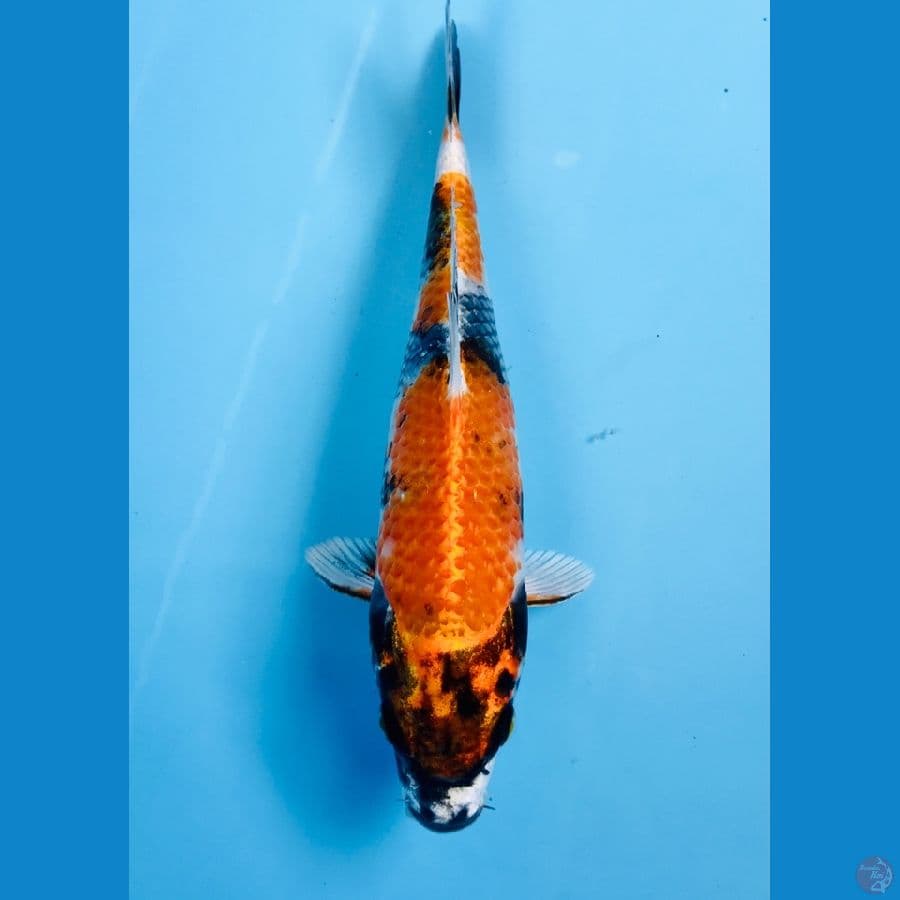 showa hikari 23cm