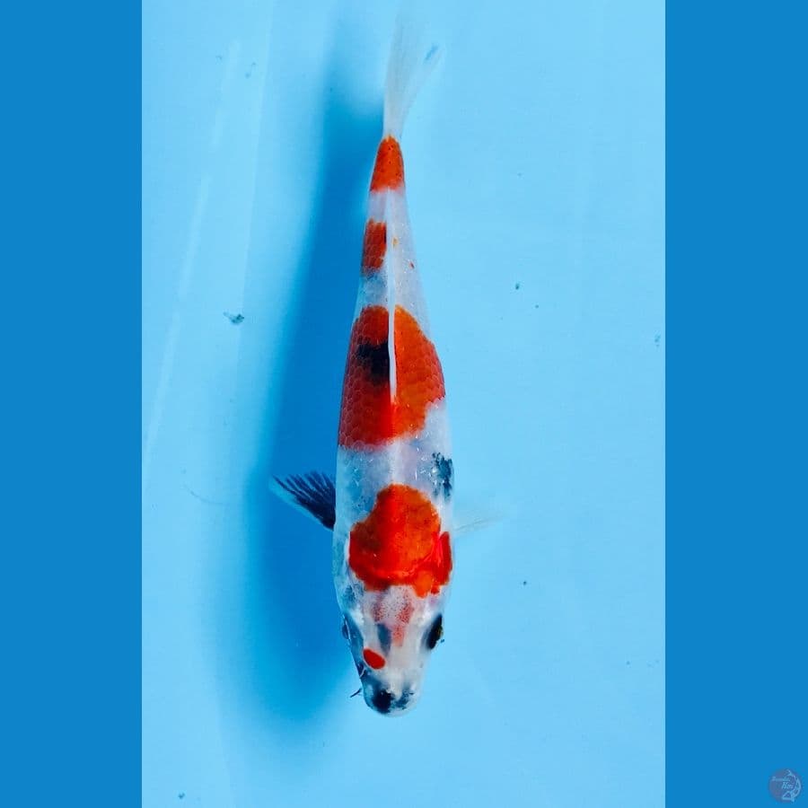 showa hikari 17cm