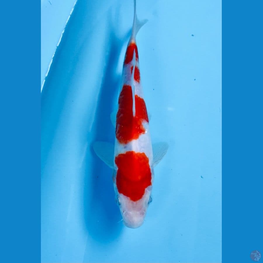 kohaku 22 cm