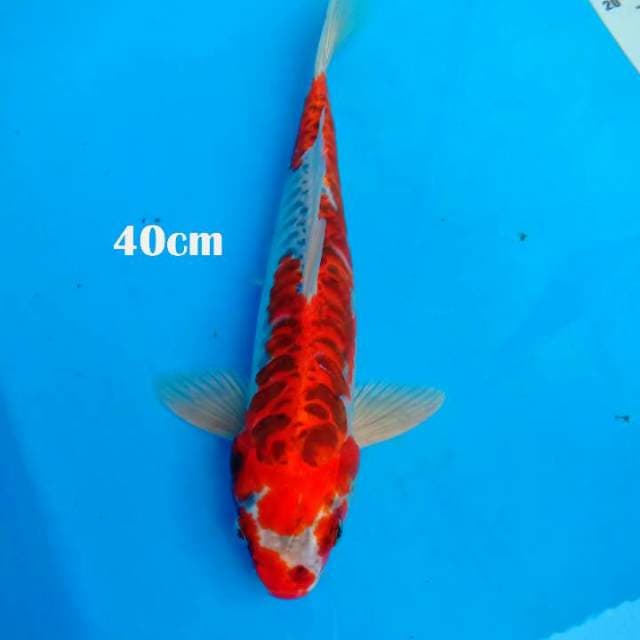 Kujaku sisik gajah 40cm