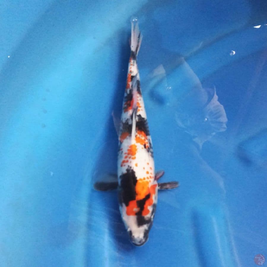 Showa 29 cm