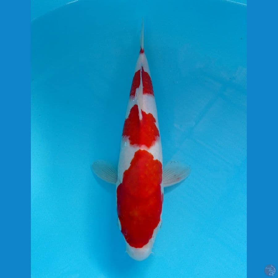 kohaku 29cm