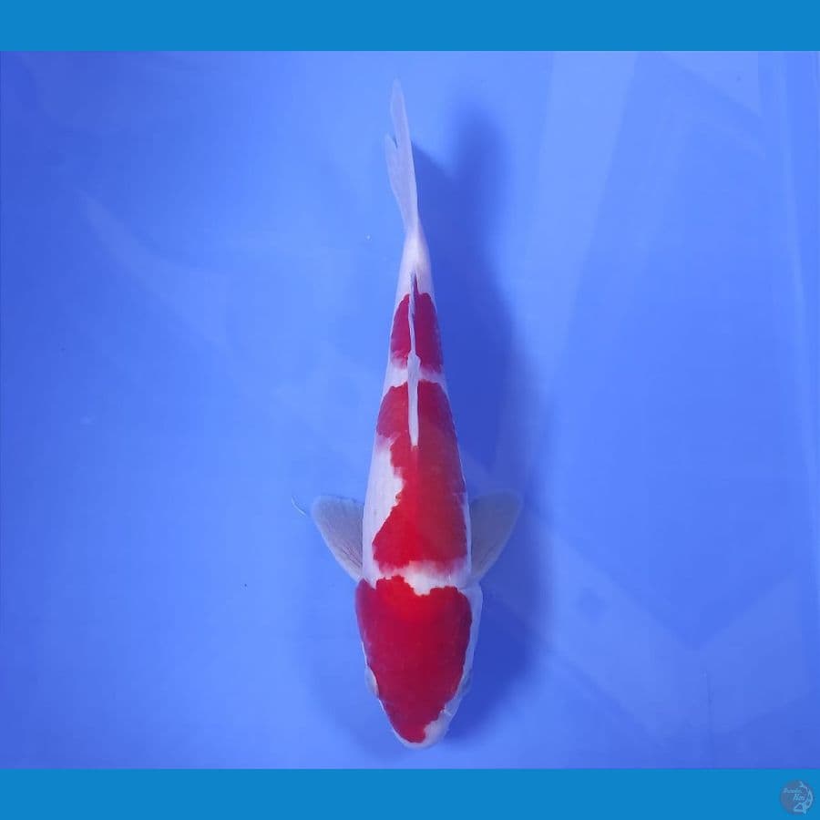 YUWAKU 1 ~ KOHAKU 26CM/MALE