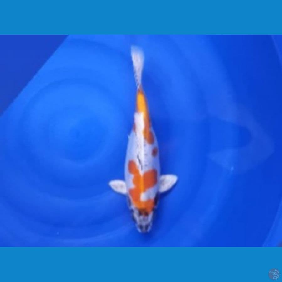 kiko F35cm