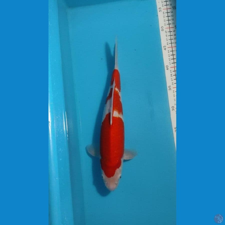 kohaku