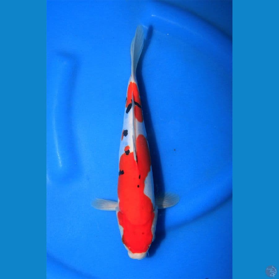 DOITSU SANKE - SQ 28cm Doit Murni